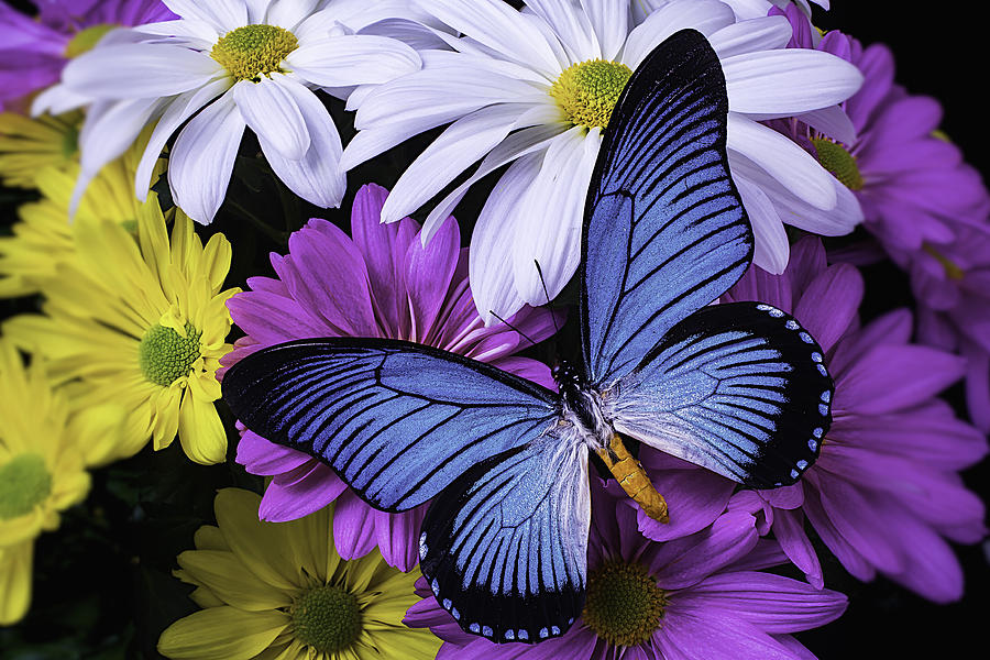 Still Life Photograph - Beautiful Blue Wings by Garry Gay