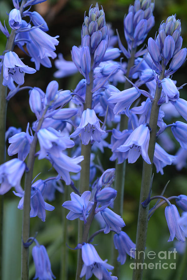 Beautiful Bluebells Photograph by Geraldine Cote - Fine Art America