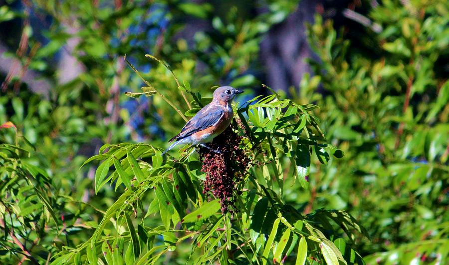Beautiful Bluebird Photograph by Cynthia Guinn