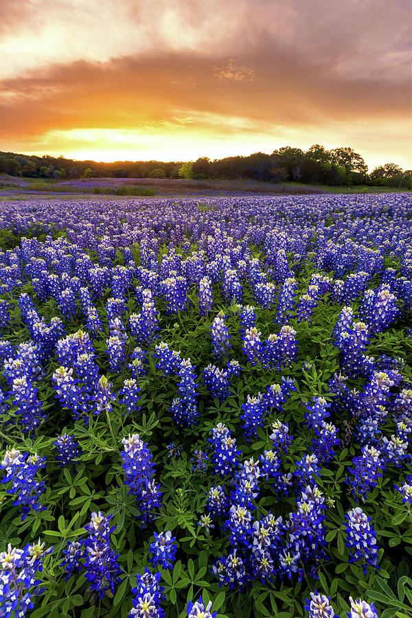 Beautiful Bluebonnets field at sunset near Austin, Texas in spri ...