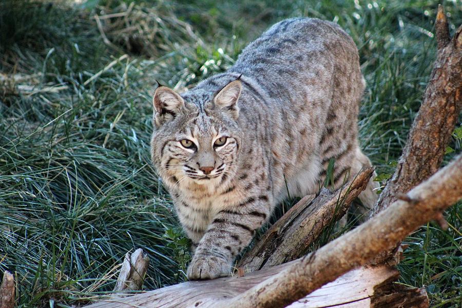 Beautiful Bobcat Photograph by Cheryl Elam - Fine Art America