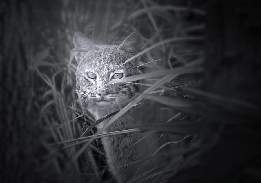 Beautiful Bobcat Photograph by Mark Andrew Thomas