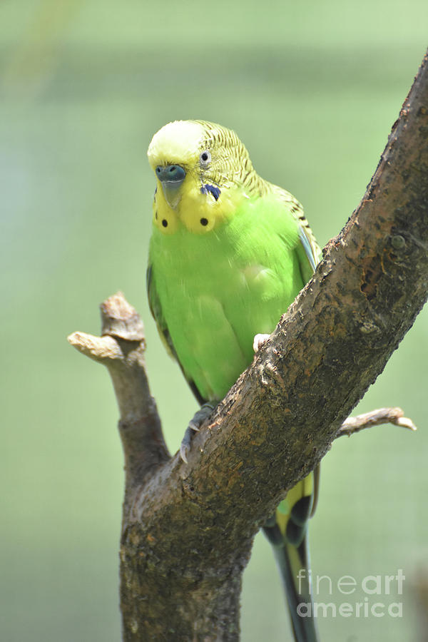 Beautiful Bright Colored Budgie Sitting in a Tree Photograph by DejaVu Designs