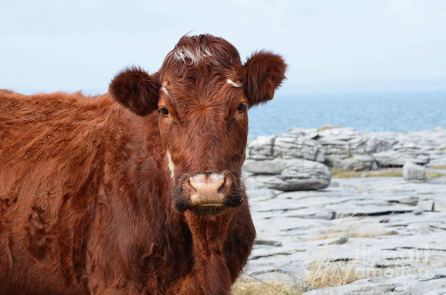 Beautiful Brown Cow on the Burren in Ireland Photograph by DejaVu Designs