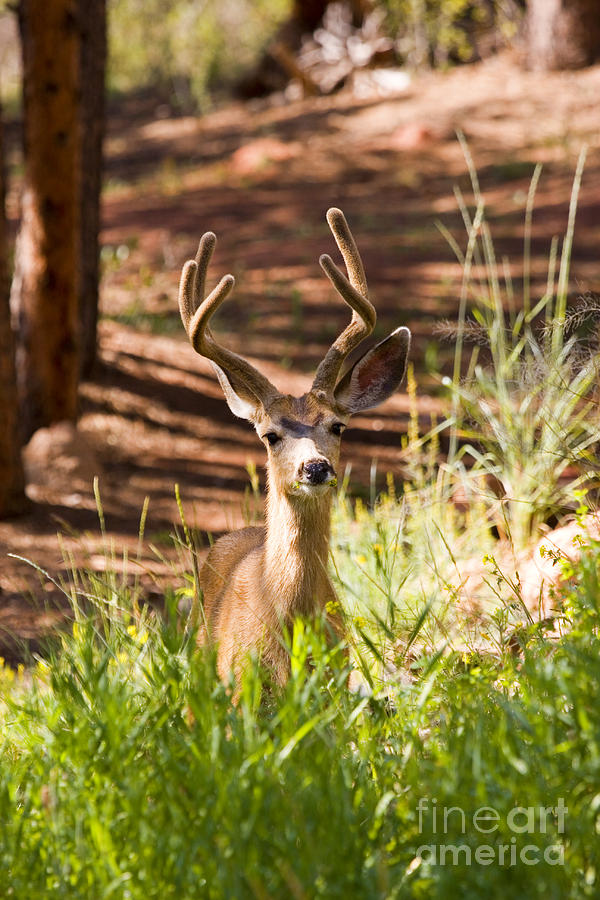 Beautiful Buck Deer In The Pike National Forest Photograph