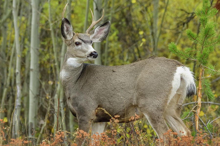 Beautiful Buck In The Forest Photograph by Yeates Photography