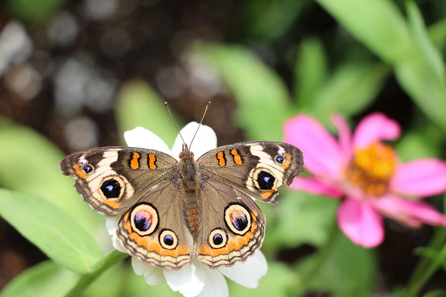 Beautiful Buckeye Butterfly  Photograph by Christiane Schulze Art And Photography