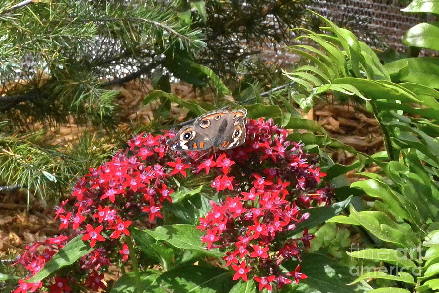 Butterfly Photograph - Beautiful Buckeye by Carol  Bradley