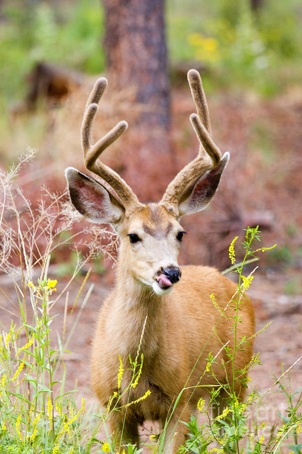 Beautiful Bucks Photograph by Steven Krull