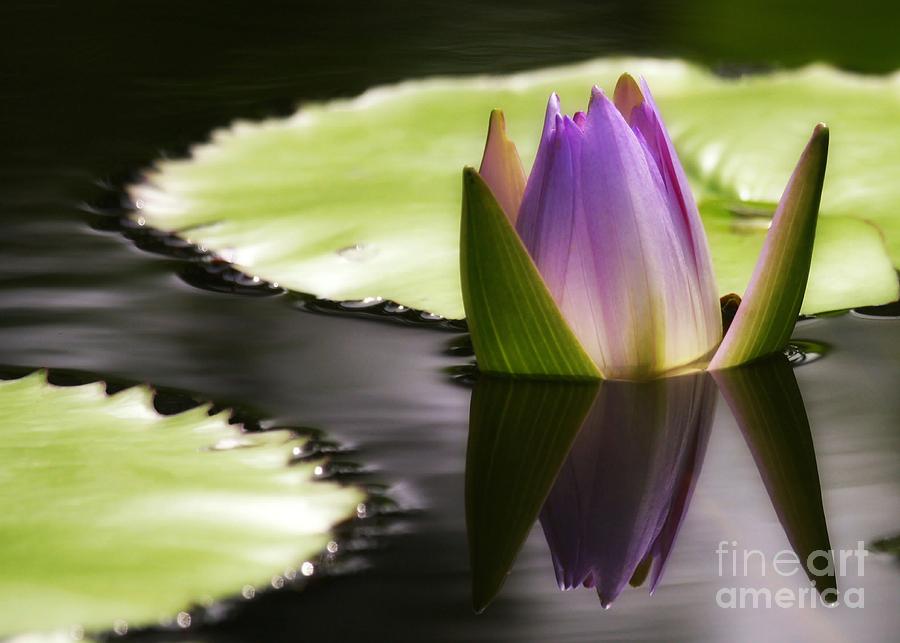 Flower Photograph - Beautiful Bud Reflection by Sabrina L Ryan