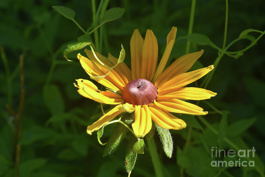 Beautiful Budding Black Eyed Susan Almost in Full Bloom Photograph by DejaVu Designs