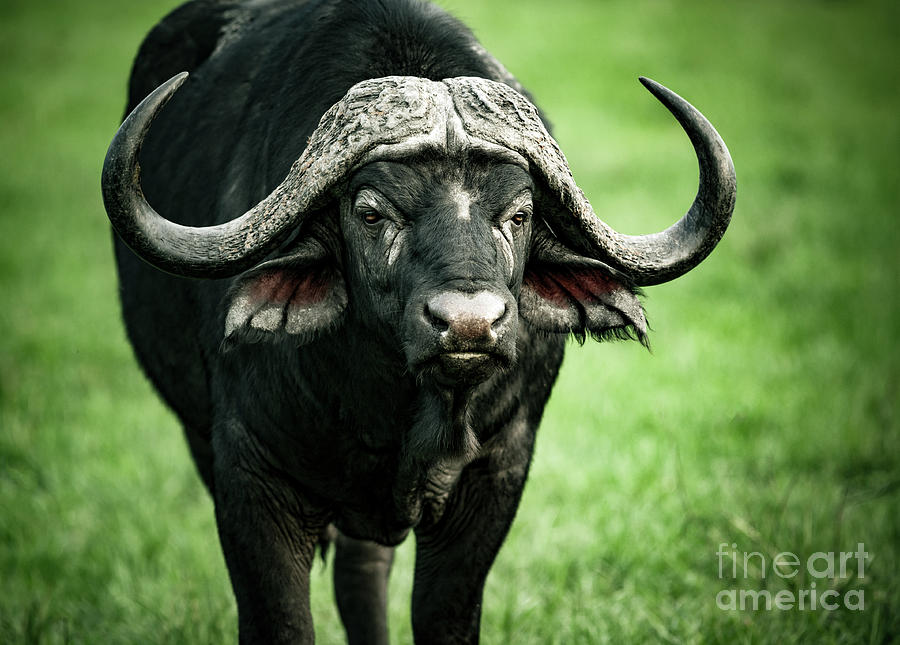 Beautiful buffalo portrait Photograph by Anna Om