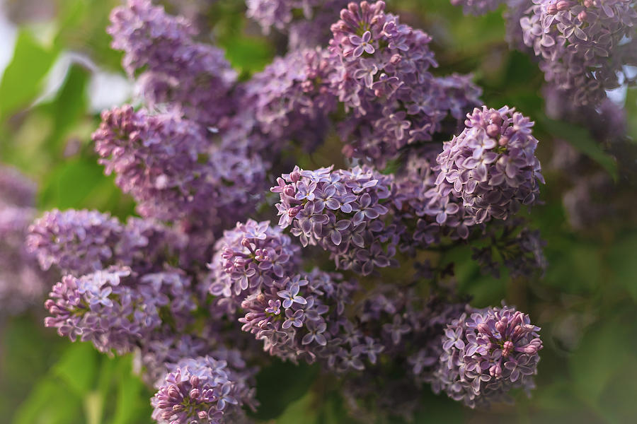 Beautiful Bush Of Purple Lilacs In Early Spring Photograph