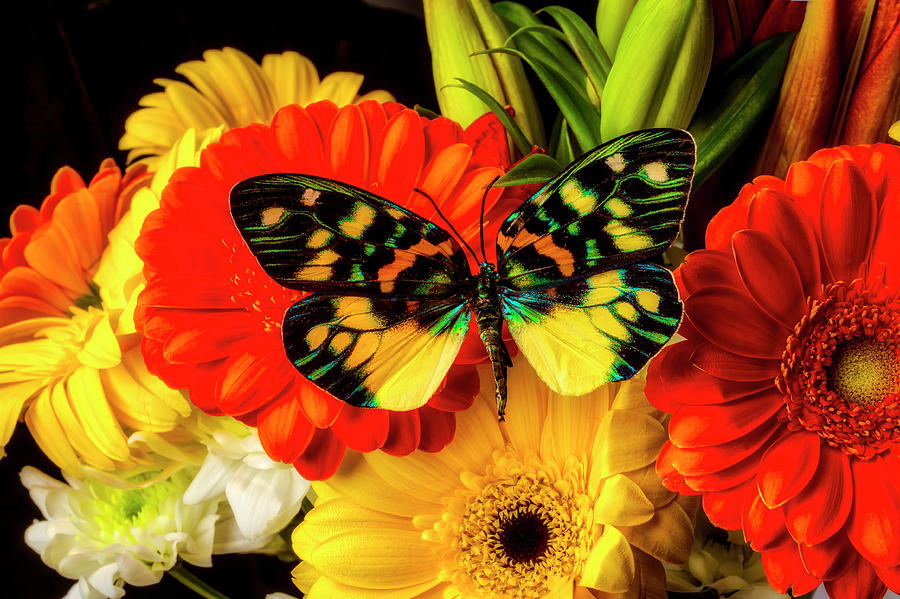 Beautiful Buterfly On Gerbera Daisy Bouquet Photograph by Garry Gay