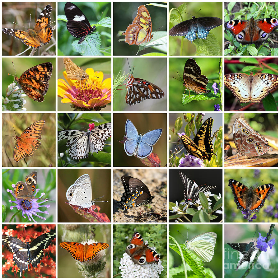 Beautiful Butterflies Collage Photograph by Carol Groenen