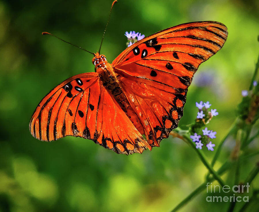 Beautiful Butterfly 2 Photograph by JB Thomas