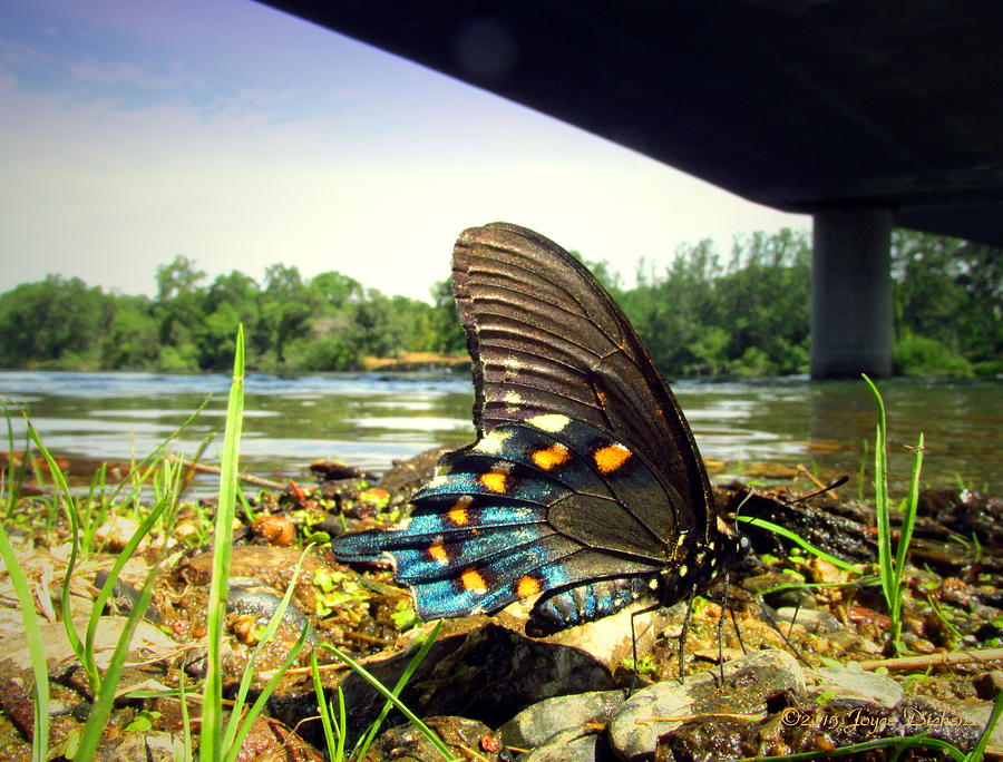 Beautiful Butterfly At The River II Photograph by Joyce Dickens