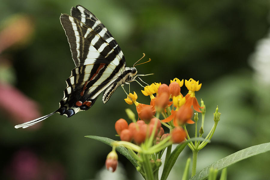Beautiful Butterfly Waving Photograph