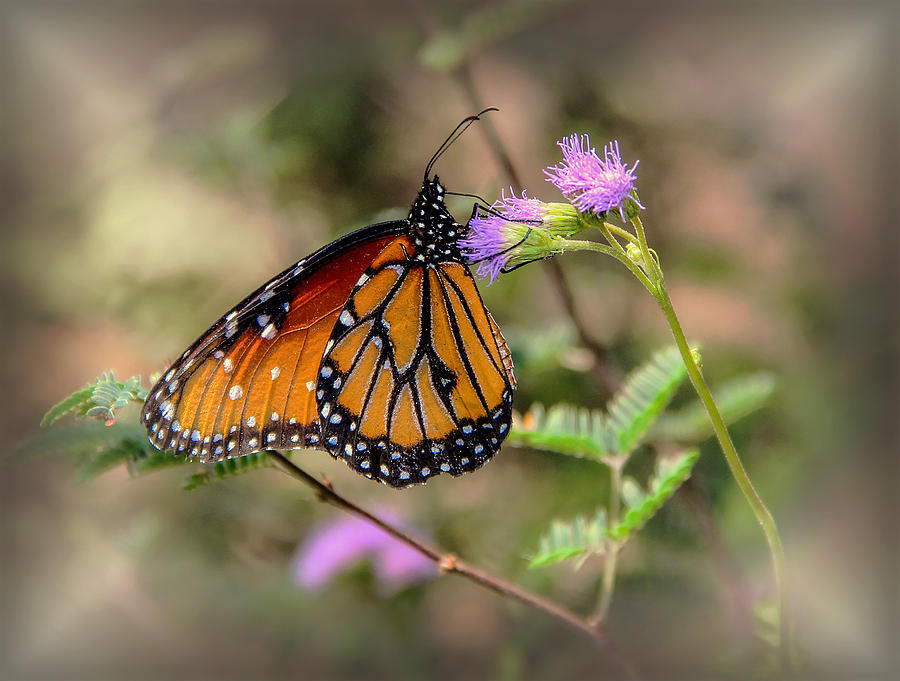 Beautiful Butterfly Photograph by Elaine Malott