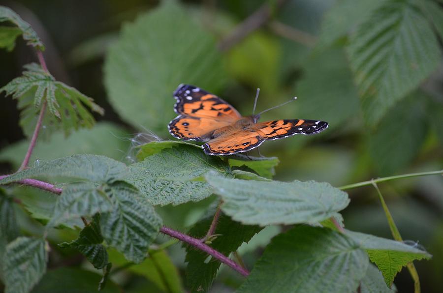 Beautiful Butterfly Photograph by Hella Buchheim