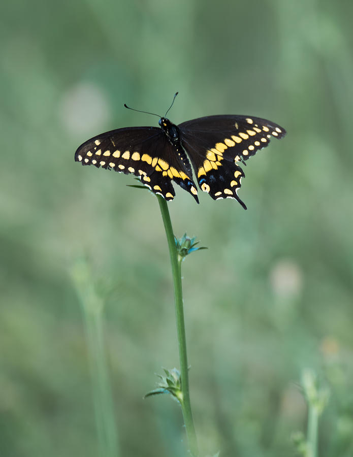 Beautiful Butterfly  Photograph by Holden The Moment