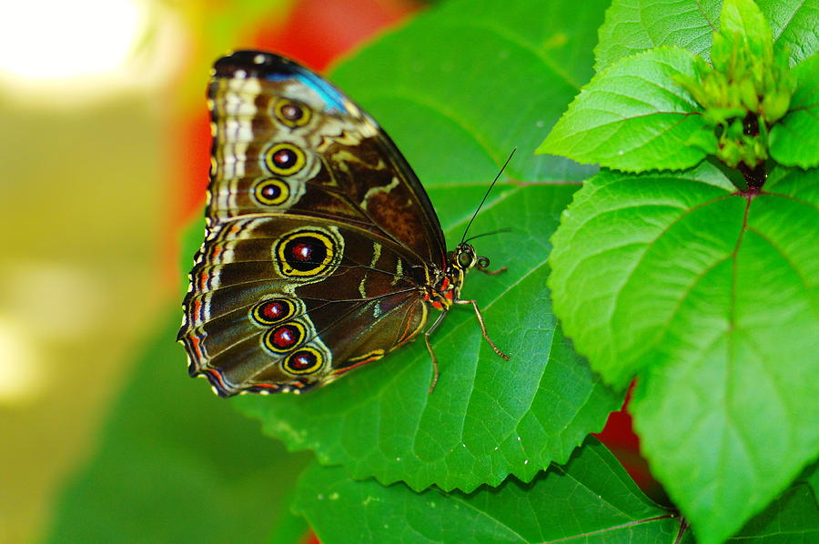 Beautiful butterfly Photograph by Jeff Swan