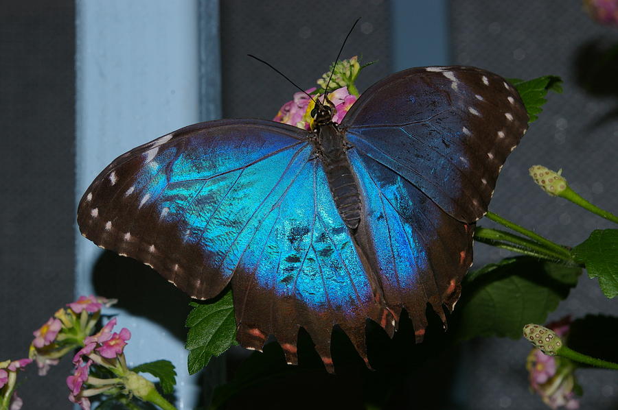 Ocean Blue Butterfly Photograph by Jennifer Dienes - Fine Art America