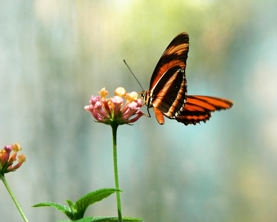 Beautiful Butterfly Photograph by Laurel Powell
