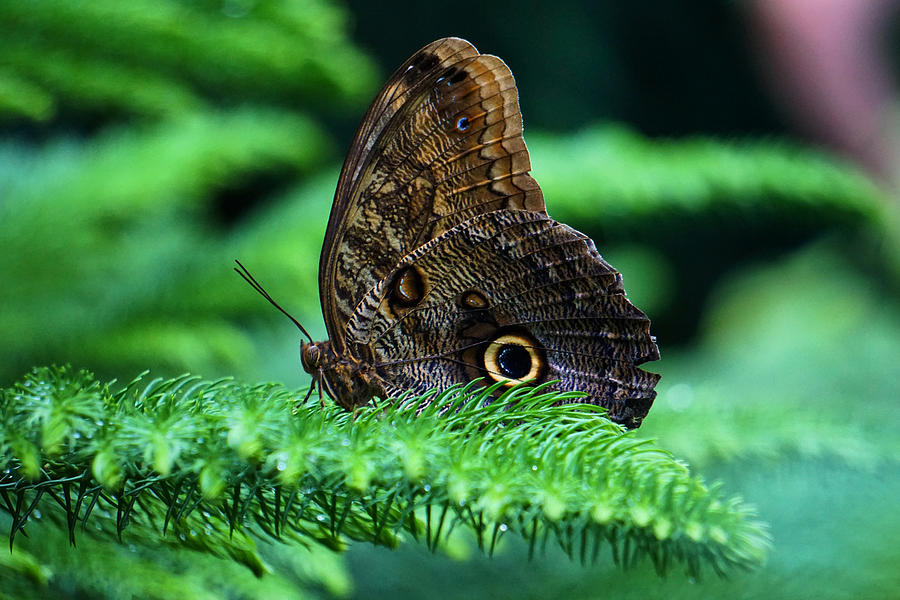 Beautiful butterfly Photograph by Lilia D