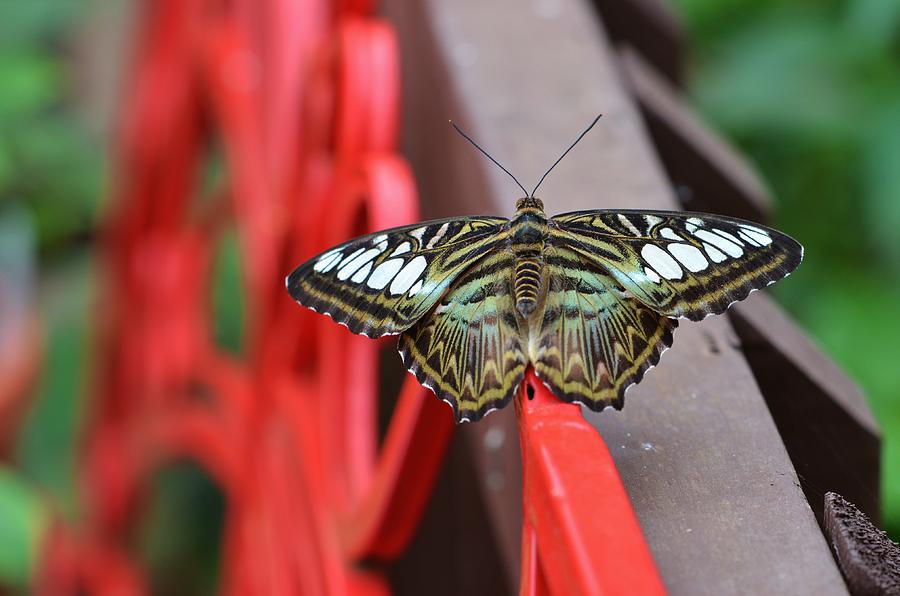Butterfly Photograph - Beautiful Butterfly  by Linda Howes
