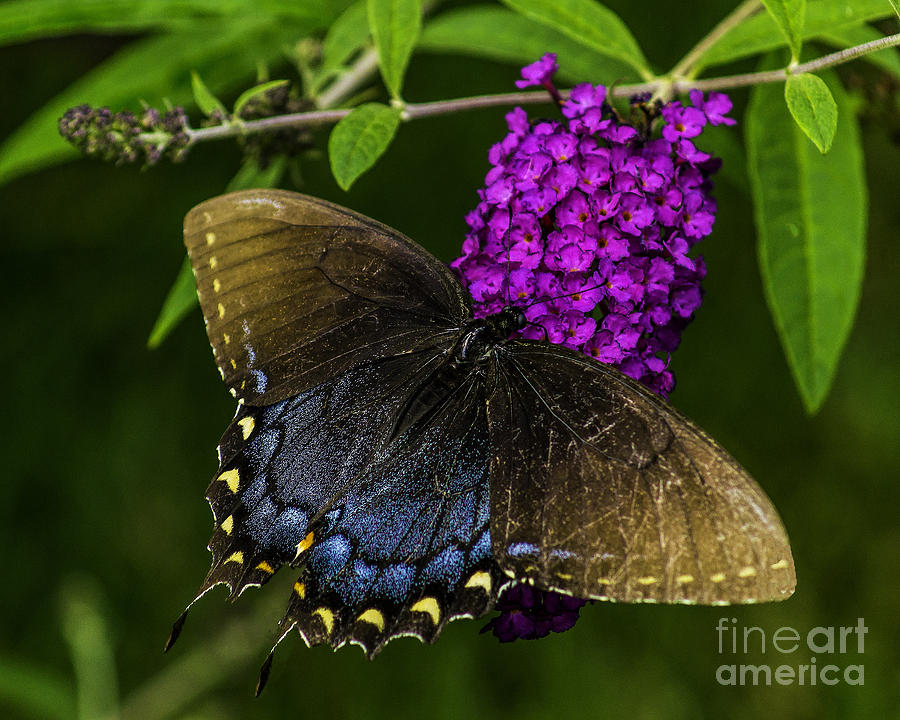 Beautiful Butterfly Photograph by Nick Zelinsky Jr