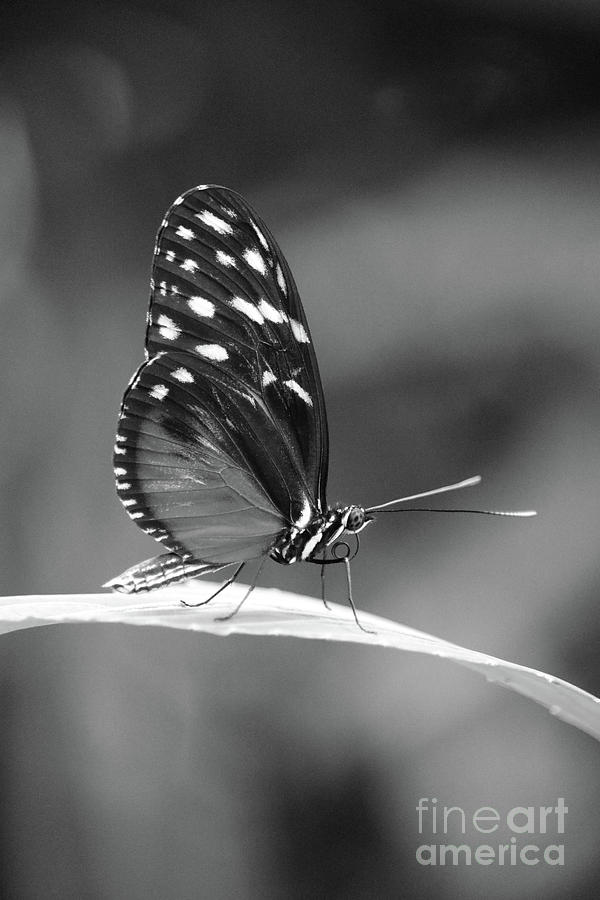 Beautiful Butterfly on Leaf Black and White Photograph by Carol Groenen