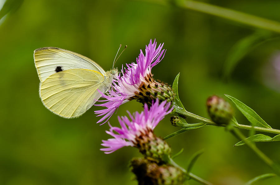 Beautiful Butterfly on Pink Thistle Photograph by Lori Coleman