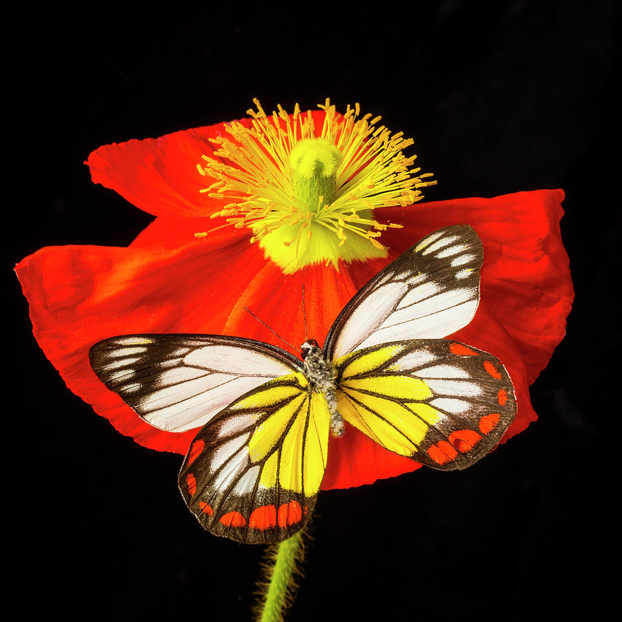 Beautiful Butterfly on Poppy Photograph by Garry Gay