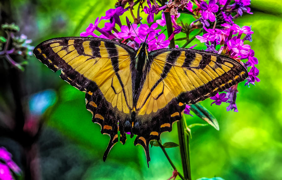 Beautiful butterfly on purple flower Photograph by Lilia S