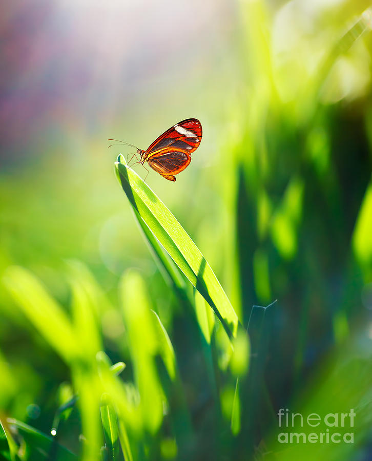 Beautiful butterfly on the field Photograph by Anna Om