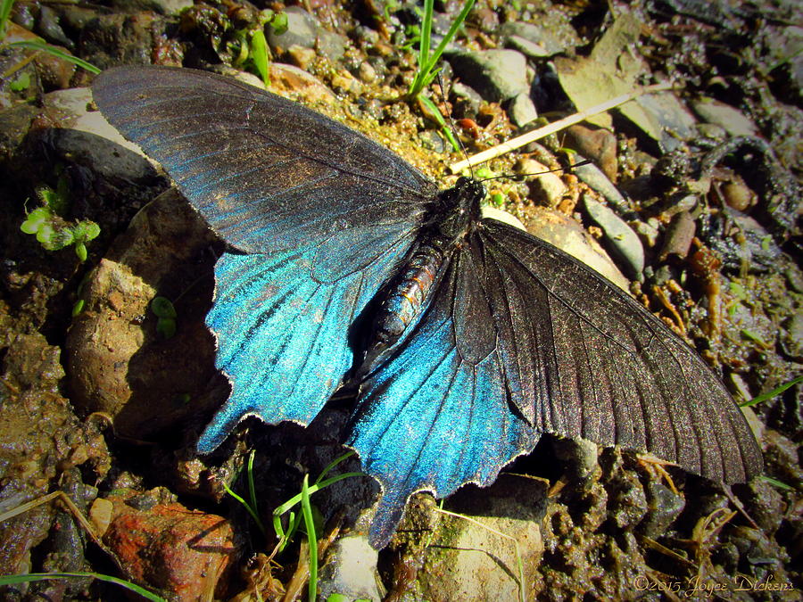 Beautiful Butterfly On The River Photograph by Joyce Dickens