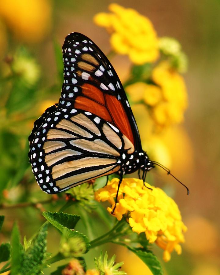 Beautiful Butterfly Photograph by Paula Hall - Fine Art America