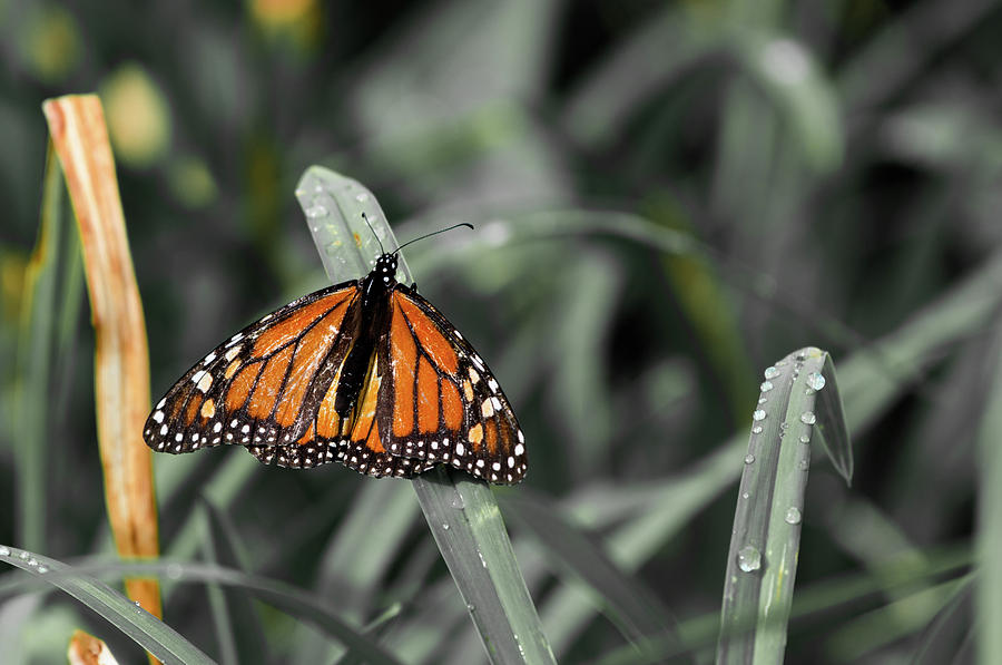 Beautiful Butterfly Photograph by Sam Rino