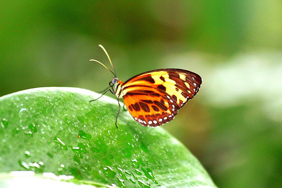 Beautiful Butterfly Photograph by Scott Burd