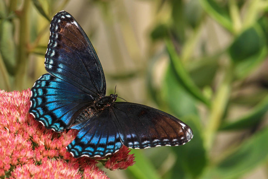 Red Spotted Purple Butterfly Photograph by Sharon Horn | Fine Art America