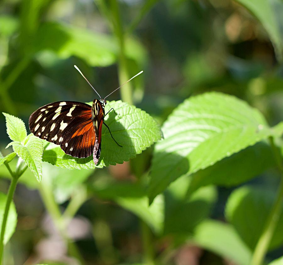 Beautiful butterfly sitting on a leaf Photograph by Kayode Fashola ...