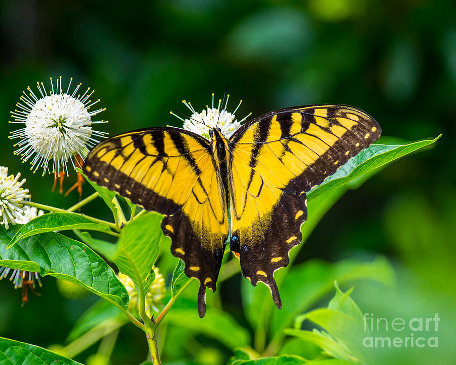 Beautiful Butterfly Photograph by Stephen Whalen