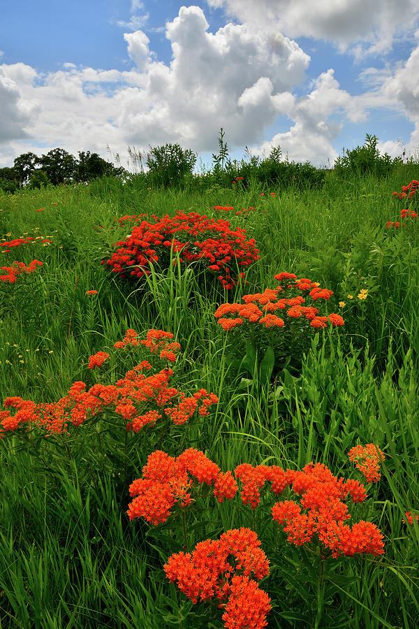 Beautiful Butterfly Weed in Glacial Park Photograph by Ray Mathis