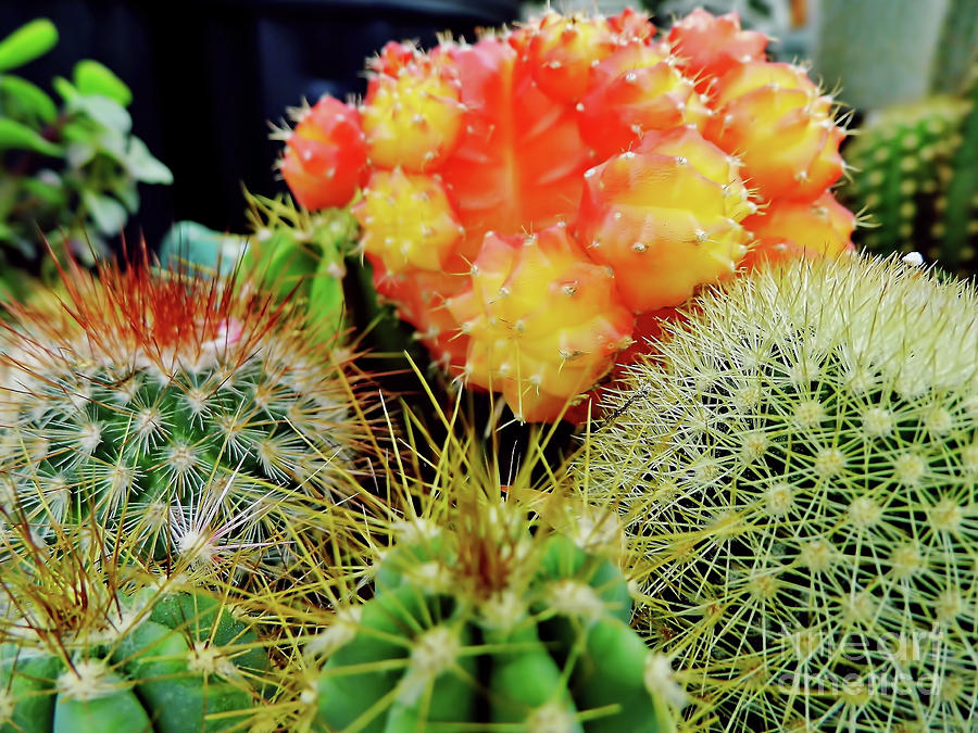 Beautiful Cactus Photograph by D Hackett
