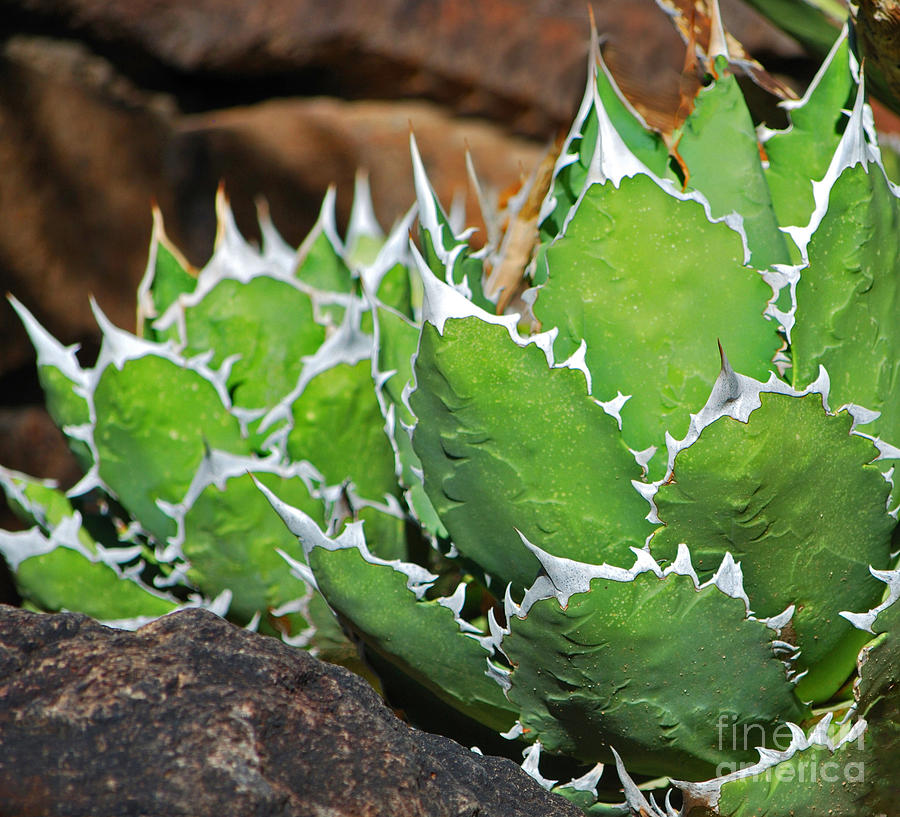 Beautiful Cactus Photograph by Donna Greene