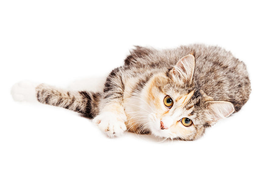 Animal Photograph - Beautiful Calico Kitty Laying Looking Forward by Good Focused