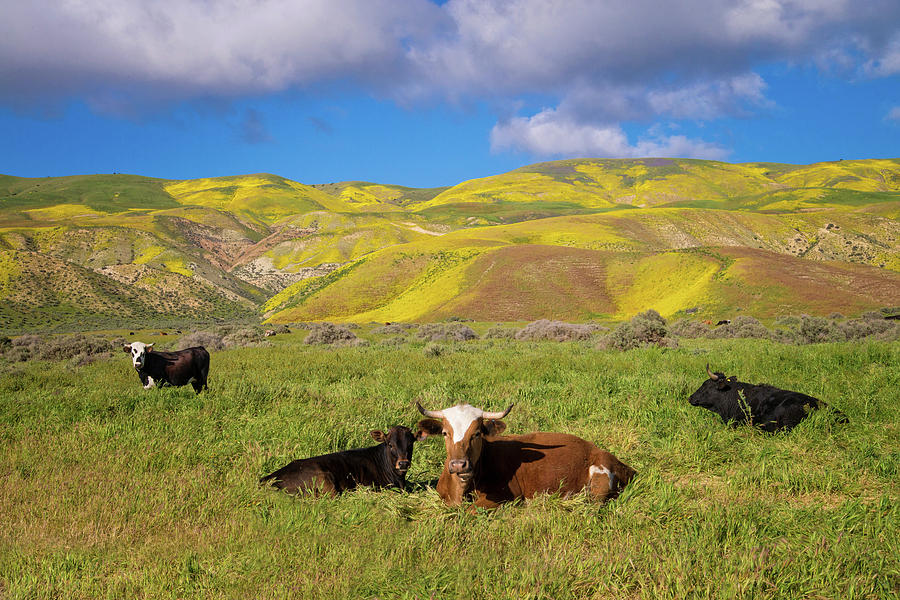 Beautiful California Cow Country  Photograph by Lynn Bauer