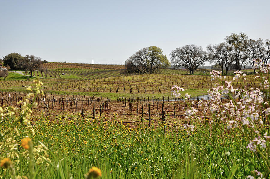 Beautiful California Vineyard Framed with Flowers Photograph by Brandon Bourdages