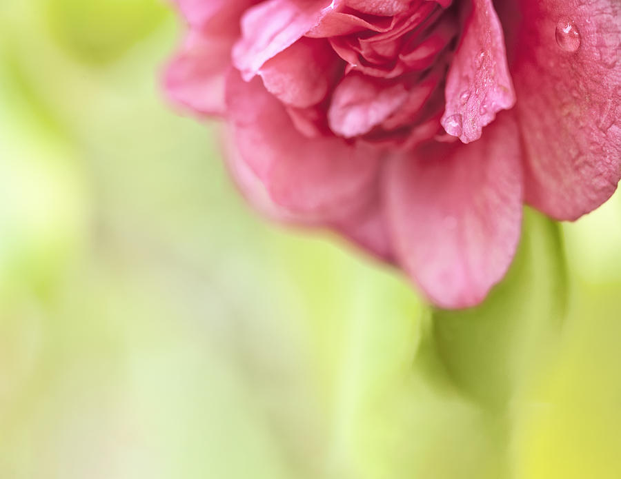 Beautiful Camellia Macro Drops 1 Photograph by Marianne Campolongo